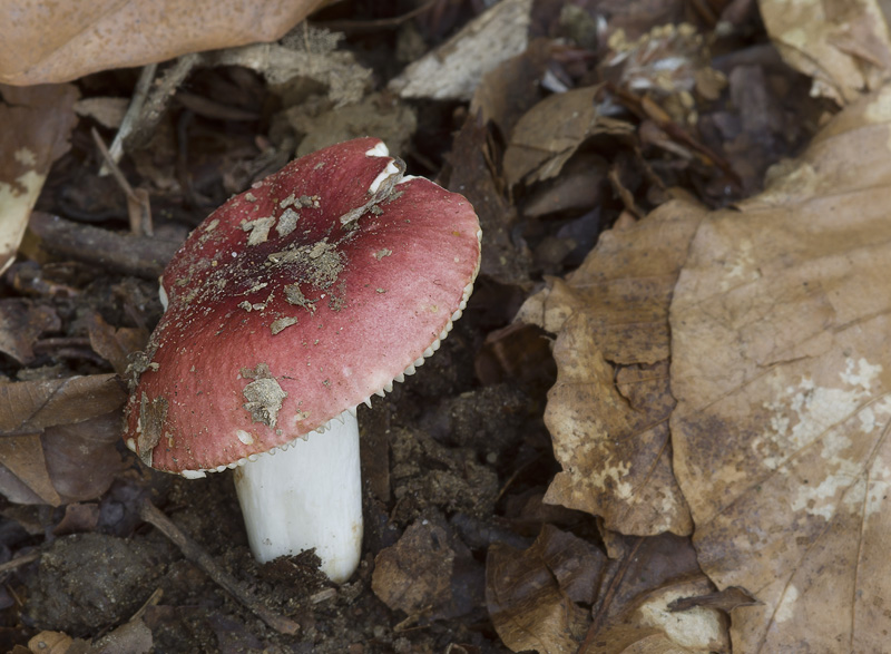 Russula puellula